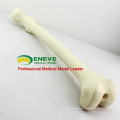 PORTA DE SIMULAÇÃO POR ATACADO 12318 Artificial Femur Skeleton Swabone Implant Practice Model